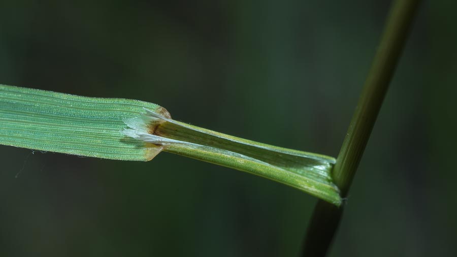 Poaceae - Bromopsis erecta  (+Festuca arundinacea)